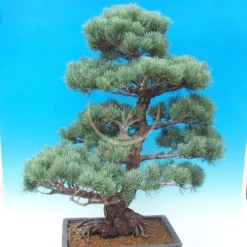 Mini Pine Tree Bonsai in Illinois