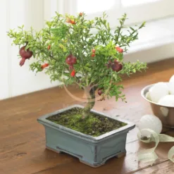 Dwarf Pomegranate Table Bonsai in Illinois